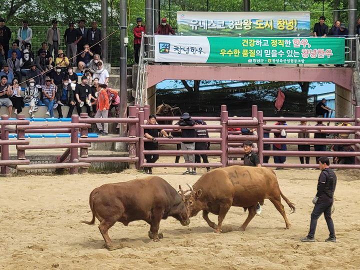 [창녕=뉴시스] 전국 민속소힘겨루기대회 경기. (사진=뉴시스 DB). photo@newsis.com *재판매 및 DB 금지