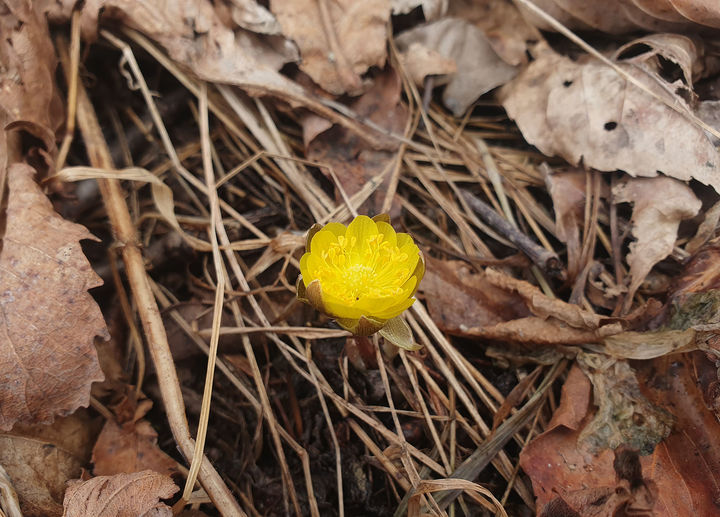 태백산국립공원 만항재에서 개화한 복수초.(사진=태백산국립공원 제공) *재판매 및 DB 금지