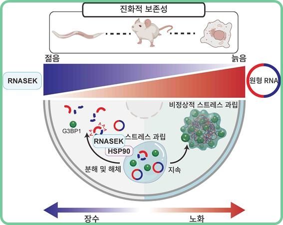 [대전=뉴시스] 원형 RNA와 제거 효소 RNASEK 단백질에 따라 장수 혹은 노화가 진행됨을 보여주는 연구도.(사진=카이스트 제공) *재판매 및 DB 금지