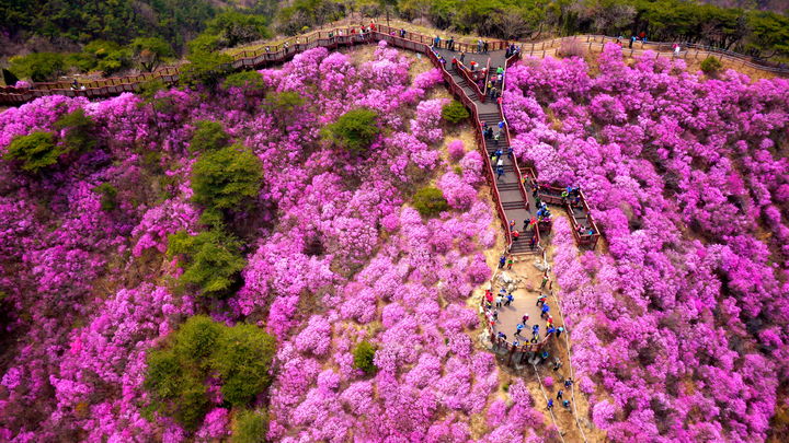 인천 강화도 고려산 진달래군락지 전경. (사진=강화군 제공) *재판매 및 DB 금지