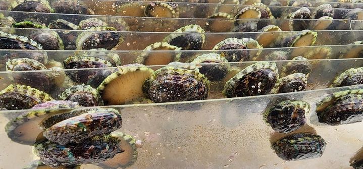 [부산=뉴시스] 오분자기 종패. (사진=한국수산자원공단 제주본부 제공) 2026.03.18. photo@newsis.com *재판매 및 DB 금지