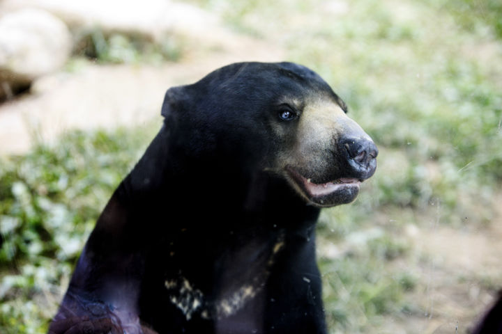 [서울=뉴시스]곰의 나이와 크기에 관계없이 곰을 마주하게 되면 무조건 일정 거리를 유지해야 한다. 사진=유토이미지 *재판매 및 DB 금지