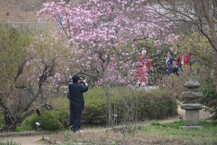 [태안=뉴시스] 지난해 천리포수목원 목련축제를 찾은 한 탐방객이 목련 아래에서 사진을 찍고 있다. (사진=천리포수목원 제공) 2026.03.18. photo@newsis.com *재판매 및 DB 금지