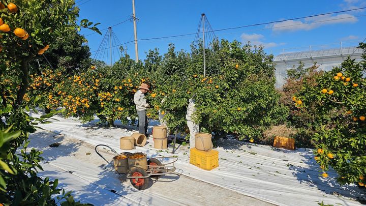 [세종=뉴시스] 기후에너지환경부는 19일 한국환경공단 제주지사에서 제주특별자치도·한국환경공단·농협경제지주와 함께 '폐토양피복재 재활용 체계 구축 업무협약'을 체결한다고 밝혔다. 사진은 감귤농사 토양피복재. (사진=기후부 제공) 2026.03.19. photo@newsis.com *재판매 및 DB 금지