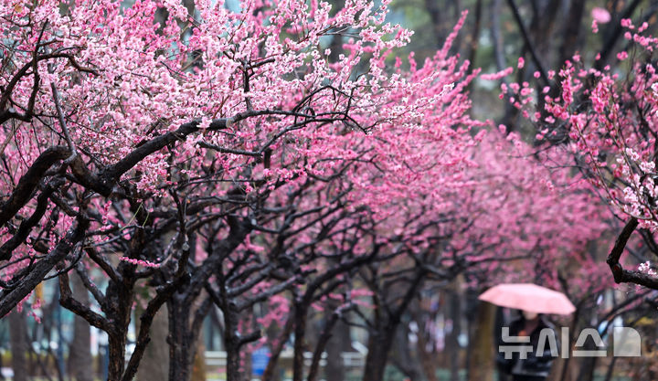 [대구=뉴시스] 이무열 기자 = 봄비가 내리는 18일 대구 중구 국채보상운동기념공원에 만개한 홍매화 아래로 우산을 쓴 한 시민이 산책하고 있다. 2026.03.18. lmy@newsis.com