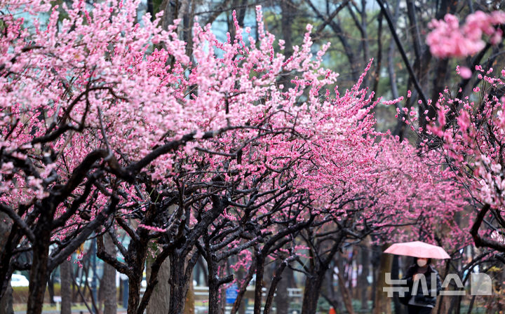 [대구=뉴시스] 이무열 기자 = 봄비가 내리는 18일 대구 중구 국채보상운동기념공원에 만개한 홍매화 아래로 우산을 쓴 한 시민이 산책하고 있다. 2026.03.18. lmy@newsis.com