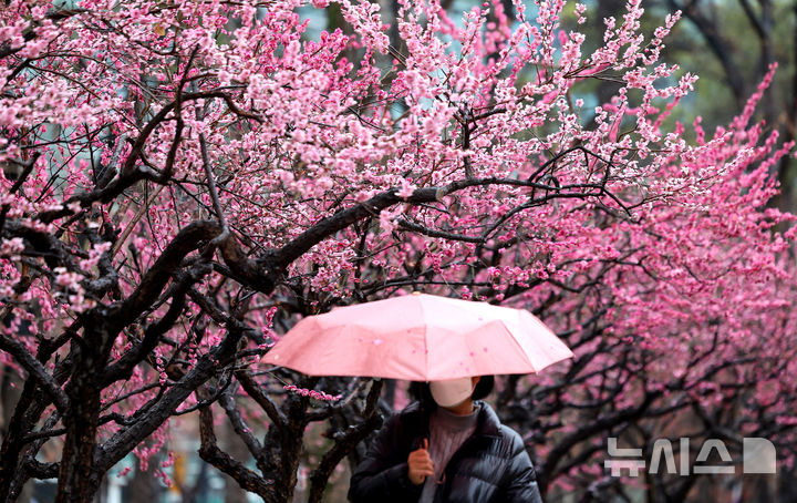 대전 날씨 비 강풍 주말 최대 40㎜ 벚꽃 영향