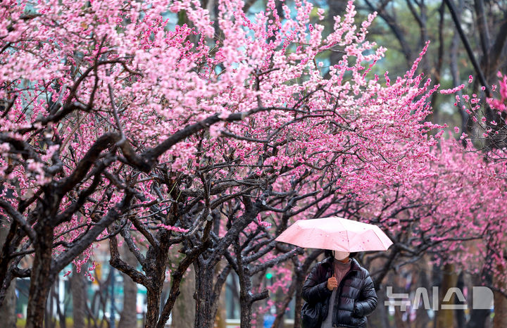 [대구=뉴시스] 이무열 기자 = 봄비가 내리는 18일 대구 중구 국채보상운동기념공원에 만개한 홍매화 아래로 우산을 쓴 한 시민이 산책하고 있다. 2026.03.18. lmy@newsis.com