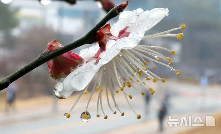 [세종=뉴시스] 강종민 기자 = 전국적으로 봄비가 내린 18일 세종시 어진동의 한 공원에 핀 매화꽃망울에 빗방울이 맺혀 있다. 2026.03.18. ppkjm@newsis.com