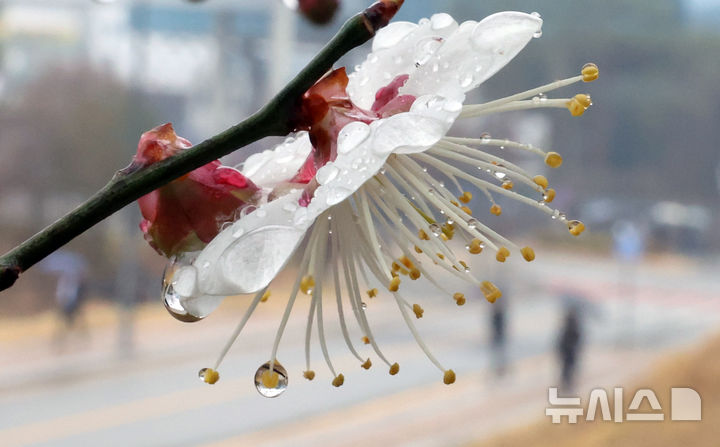 [세종=뉴시스] 강종민 기자 = 전국적으로 봄비가 내린 18일 세종시 어진동의 한 공원에 핀 매화꽃망울에 빗방울이 맺혀 있다. 2026.03.18. ppkjm@newsis.com