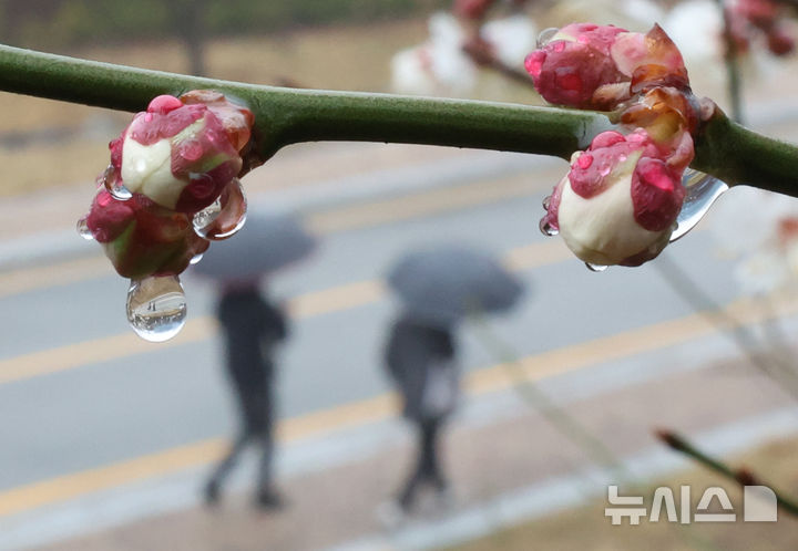 [세종=뉴시스] 강종민 기자 = 전국적으로 봄비가 내린 18일 세종시 어진동의 한 공원에 핀 매화꽃망울에 빗방울이 맺혀 있다. 2026.03.18. ppkjm@newsis.com