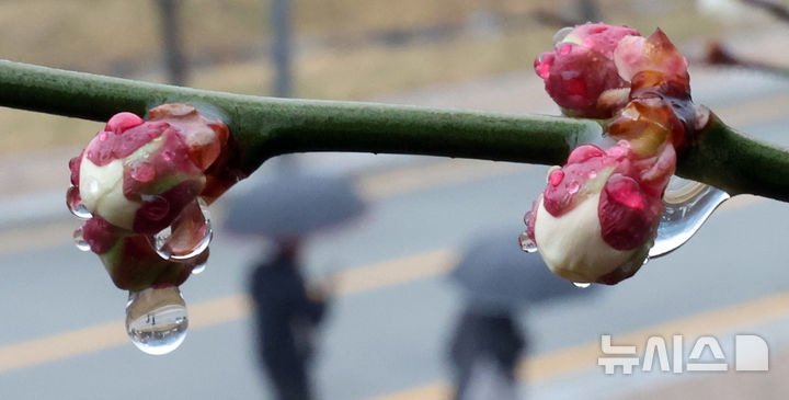 [세종=뉴시스] 강종민 기자 = 월요일인 30일은 전국이 대체로 흐린 가운데 전라권과 제주도에서 시작된 비가 점차 전국으로 확대되겠다. 사진은 전국적으로 봄비가 내린 지난 18일 세종시 어진동의 한 공원에 핀 매화꽃망울에 빗방울이 맺혀 있는 모습. 2026.03.29. ppkjm@newsis.com