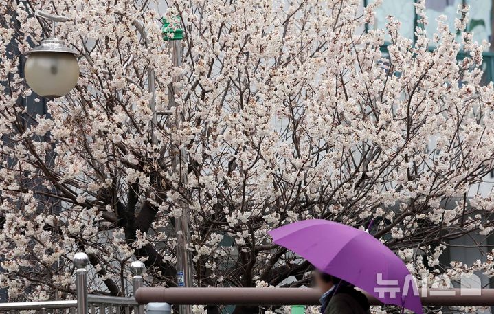 [부산=뉴시스] 하경민 기자 = 절기상 춘분을 이틀 앞두고 봄비가 내린 18일 부산 부산진구의 한 주택가에서 시민이 우산을 쓴 채 활짝 핀 벚꽃 나무 아래를 지나고 있다. 2026.03.18. yulnetphoto@newsis.com