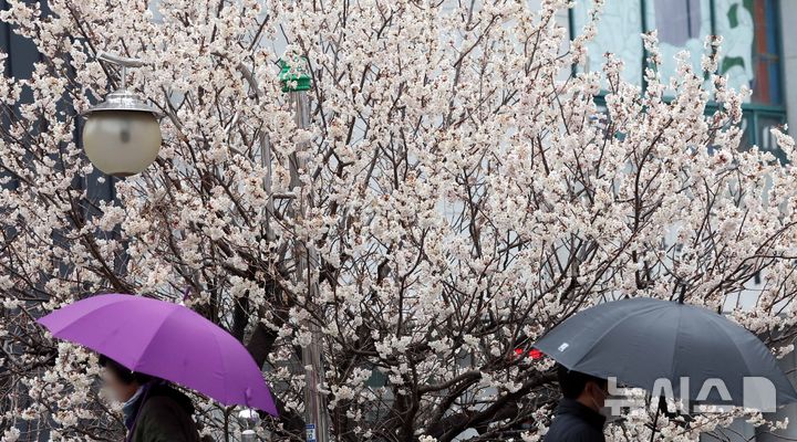 [부산=뉴시스] 하경민 기자 = 부산 부산진구의 한 주택가에서 시민이 우산을 쓴 채 활짝 핀 벚꽃 나무 아래를 지나고 있다. 2026.03.18. yulnetphoto@newsis.com