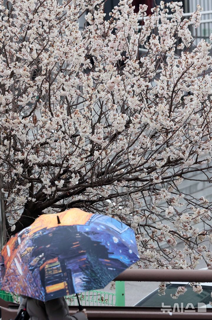 [부산=뉴시스] 하경민 기자 = 절기상 춘분을 이틀 앞두고 봄비가 내린 18일 부산 부산진구의 한 주택가에서 시민이 우산을 쓴 채 활짝 핀 벚꽃 나무 아래를 지나고 있다. 2026.03.18. yulnetphoto@newsis.com