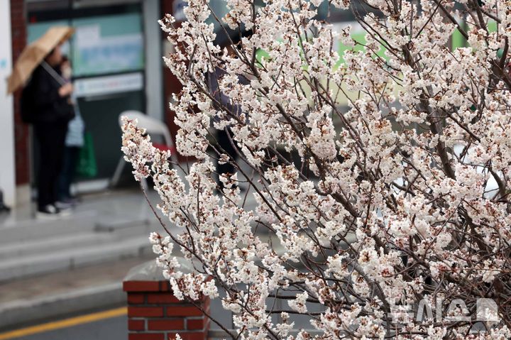 [부산=뉴시스] 하경민 기자 = 절기상 춘분을 이틀 앞두고 봄비가 내린 18일 부산 부산진구의 한 주택가에서 벚꽃이 활짝 펴 시민들의 눈길을 사로잡고 있다. 2026.03.18. yulnetphoto@newsis.com