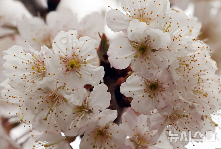 [부산=뉴시스] 하경민 기자 = 절기상 춘분을 이틀 앞두고 봄비가 내린 18일 부산 부산진구의 한 주택가에서 벚꽃이 활짝 펴 시민들의 눈길을 사로잡고 있다. 2026.03.18. yulnetphoto@newsis.com
