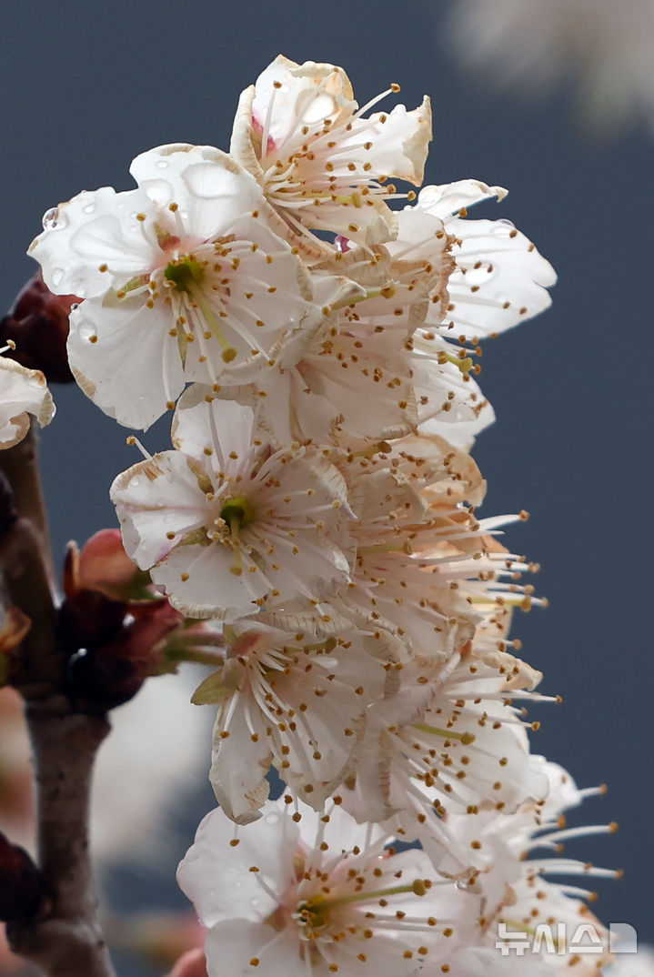 [부산=뉴시스] 하경민 기자 = 절기상 춘분을 이틀 앞두고 봄비가 내린 18일 부산 부산진구의 한 주택가에서 벚꽃이 활짝 펴 시민들의 눈길을 사로잡고 있다. 2026.03.18. yulnetphoto@newsis.com
