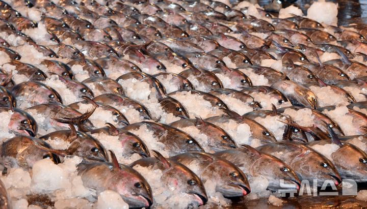 [부산=뉴시스] 2021년 3월 부산 서구 부산공동어시장에서 경매를 앞둔 참다랑어 모습. (뉴시스DB) photo@newsis.com 