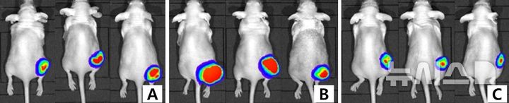 [서울=뉴시스] 치료 후 군별 종양 크기 비교. 병용치료군(C)의 종양 크기가 트라스투주맙 데룩스테칸 치료군(A), 퍼투주맙 치료군(B) 보다 더 작음을 알 수 있다. (사진= 분당서울대병원 제공)