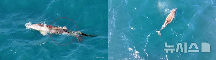 [제주=뉴시스] 제주 해상 남방큰돌고래 '쎈돌이' 신체에 있던 낚싯줄이 제거됐다. 쎈돌이는 낚싯줄에 걸린 채 유영하던 중 등지느러미가 잘렸다. 사진은 서귀포시 대정읍 해상에서 촬영된 (왼쪽)2월22일 낚시줄에 얽혀 있는 모습과 19일 낚싯줄이 제거된 모습. (사진=다큐제주 제공) 2026.03.19. photo@newsis.com>