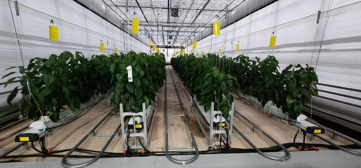 [세종=뉴시스] 농업용 암면 사진. (사진=국립환경과학원 제공) 2026.03.20. photo@newsis.com *재판매 및 DB 금지