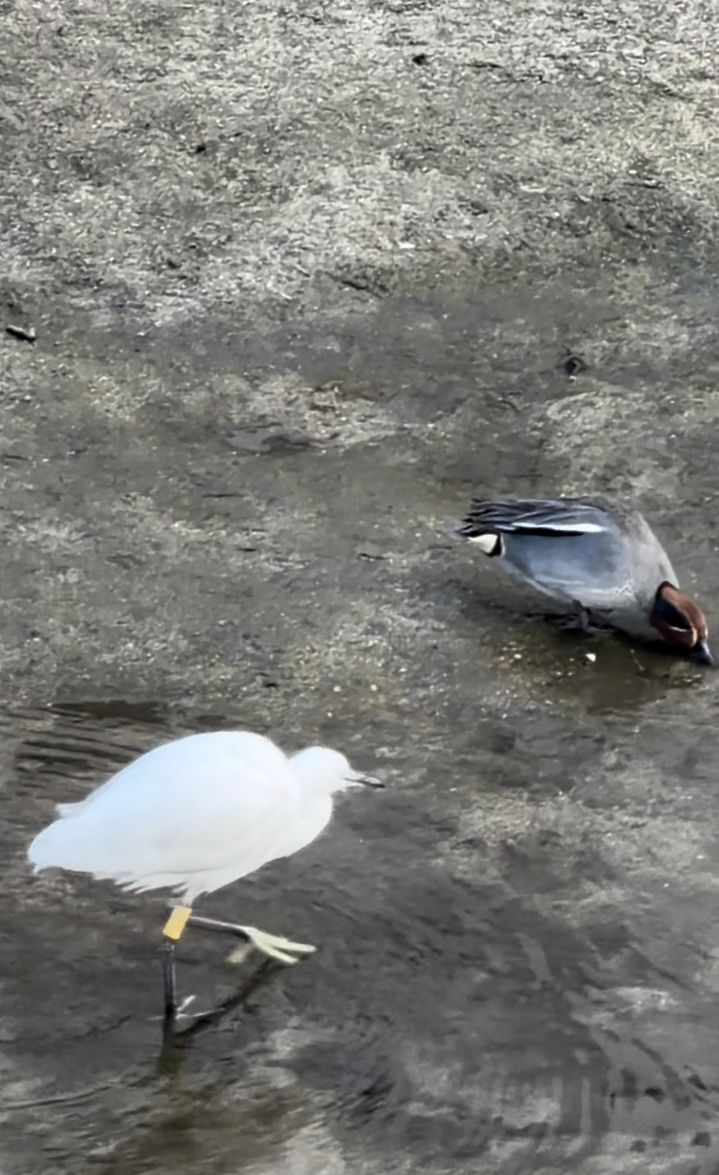 [대전=뉴시스]대전 선화동에 가락지를 찬 채 발견된 백로. (사진=대전환경운동연합 제공) 2026. 03. 19 photo@newsis.com *재판매 및 DB 금지