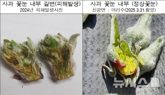 [포항=뉴시스] = 과수 냉해 피해 발생(왼쪽)과 정상 꽃눈 비교 이미지. 2026.03.19. photo@newsis.com