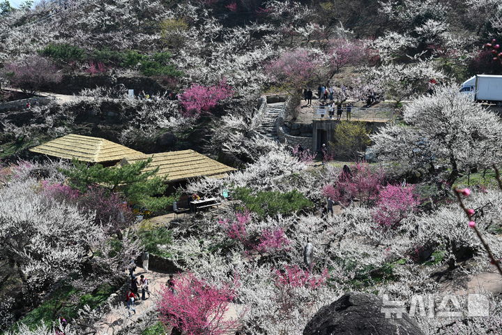 [광양=뉴시스] 이현행 기자 = 봄의 시작을 알리는 절기상 춘분(春分)을 하루 앞둔 19일 전남 광양시 다압면 매화마을에 매화가 만개해 있다. 2026.03.19. lhh@newsis.com