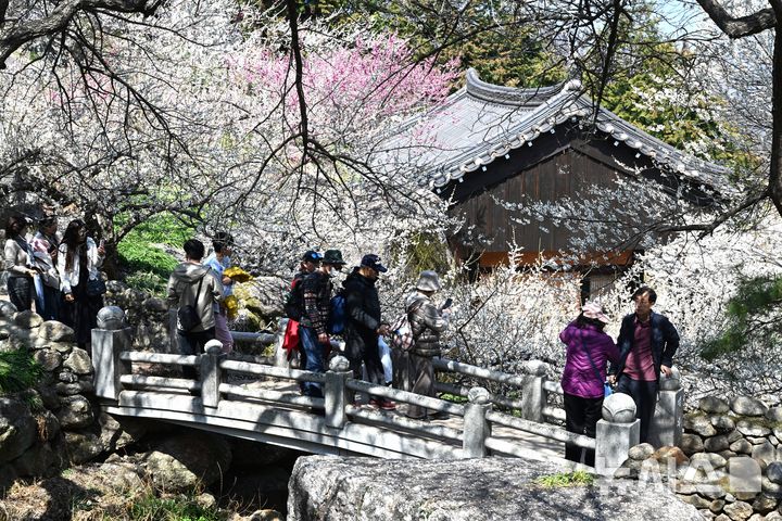 [광양=뉴시스] 이현행 기자 = 봄의 시작을 알리는 절기상 춘분(春分)을 하루 앞둔 19일 전남 광양시 다압면 매화마을에서 상춘객들이 여유를 즐기고 있다. 2026.03.19. lhh@newsis.com