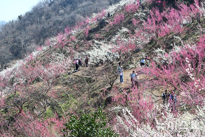 [광양=뉴시스] 이현행 기자 = 봄의 시작을 알리는 절기상 춘분(春分)을 하루 앞둔 19일 전남 광양시 다압면 매화마을에 매화가 만개해 있다. 2026.03.19. lhh@newsis.com