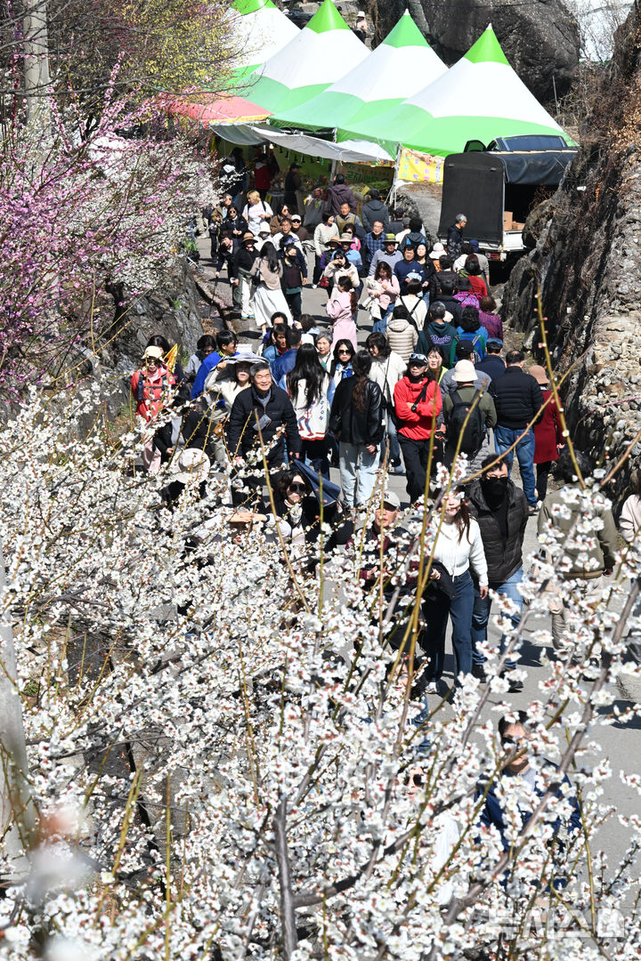 [광양=뉴시스] 이현행 기자 = 봄의 시작을 알리는 절기상 춘분(春分)을 하루 앞둔 19일 전남 광양시 다압면 매화마을에 상춘객들로 붐비고 있다. 2026.03.19. lhh@newsis.com