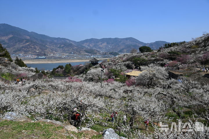 [광양=뉴시스] 이현행 기자 = 봄의 시작을 알리는 절기상 춘분(春分)을 하루 앞둔 19일 전남 광양시 다압면 매화마을에 매화가 만개해 있다. 2026.03.19. lhh@newsis.com