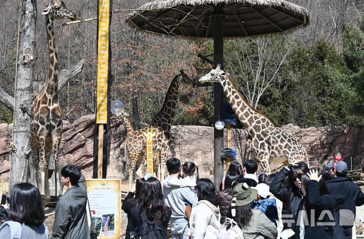 [용인=뉴시스] 김종택 기자 = 절기상 춘분을 하루 앞둔 19일 경기 용인시 에버랜드에서 시민들이 자유롭게 걸어 다니며 기린, 코뿔소, 코끼리 등 동물들이 생활하는 '로스트밸리 워킹 사파리'를 관람하고 있다. 생태형 사파리 '로스트밸리 워킹 사파리는 3월31일까지 운영된다. 2026.03.19. jtk@newsis.com