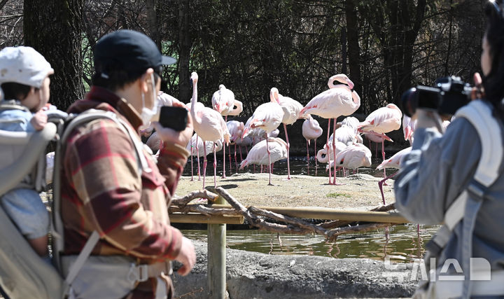 [용인=뉴시스] 김종택 기자 = 절기상 춘분을 하루 앞둔 19일 경기 용인시 에버랜드에서 시민들이 자유롭게 걸어 다니며 홍학, 코뿔소, 코끼리 등 동물들이 생활하는 '로스트밸리 워킹 사파리'를 관람하고 있다. 생태형 사파리 '로스트밸리 워킹 사파리는 3월31일까지 운영된다. 2026.03.19. jtk@newsis.com