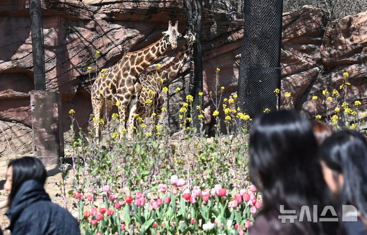 [용인=뉴시스] 김종택 기자 = 절기상 춘분을 하루 앞둔 19일 경기 용인시 에버랜드에서 시민들이 자유롭게 걸어 다니며 기린, 코뿔소, 코끼리 등 동물들이 생활하는 '로스트밸리 워킹 사파리'를 관람하고 있다. 생태형 사파리 '로스트밸리 워킹 사파리는 3월31일까지 운영된다. 2026.03.19. jtk@newsis.com