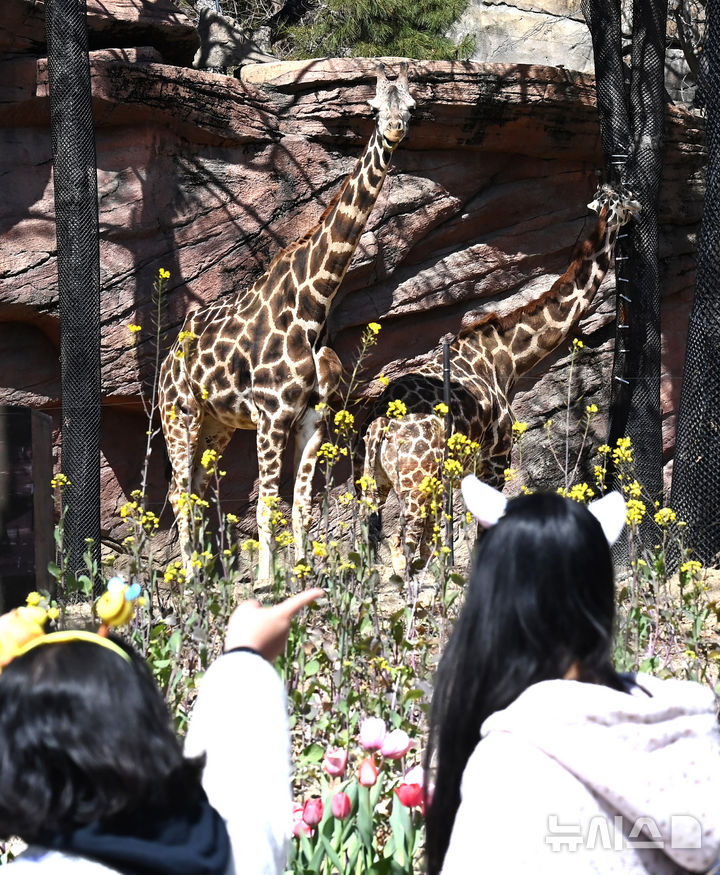 [용인=뉴시스] 김종택 기자 = 절기상 춘분을 하루 앞둔 19일 경기 용인시 에버랜드에서 시민들이 자유롭게 걸어 다니며 기린, 코뿔소, 코끼리 등 동물들이 생활하는 '로스트밸리 워킹 사파리'를 관람하고 있다. 생태형 사파리 '로스트밸리 워킹 사파리는 3월31일까지 운영된다. 2026.03.19. jtk@newsis.com