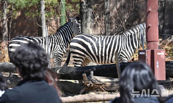 [용인=뉴시스] 김종택 기자 = 절기상 춘분을 하루 앞둔 19일 경기 용인시 에버랜드에서 시민들이 자유롭게 걸어 다니며 얼룩말, 코뿔소, 코끼리 등 동물들이 생활하는 '로스트밸리 워킹 사파리'를 관람하고 있다. 생태형 사파리 '로스트밸리 워킹 사파리는 3월31일까지 운영된다. 2026.03.19. jtk@newsis.com
