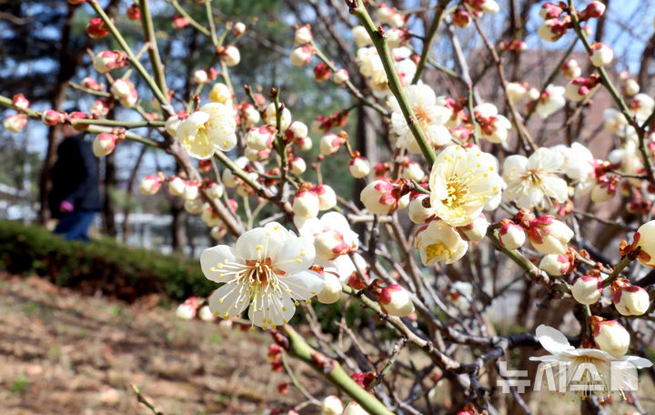 [인천=뉴시스] 전진환 기자 = 맑고 온화한 날씨를 보인 19일 인천 연수구의 한 아파트 화단에 매화가 꽃망울을 터뜨리고 있다. 2026.03.19. amin2@newsis.com