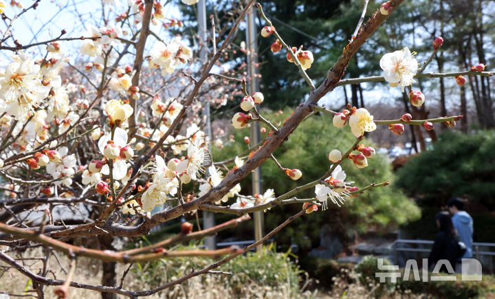 [인천=뉴시스] 전진환 기자 = 맑고 온화한 날씨를 보인 19일 인천 연수구의 한 아파트 화단에 매화가 꽃망울을 터뜨리고 있다. 2026.03.19. amin2@newsis.com