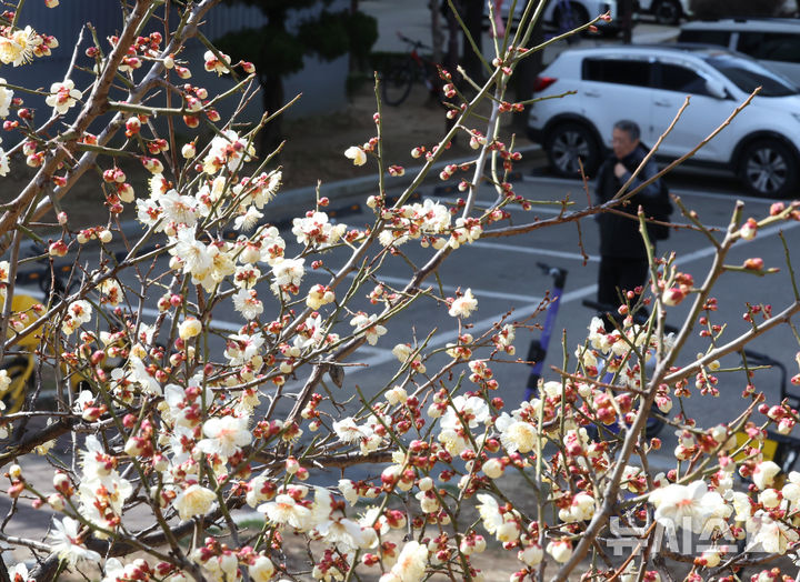 [인천=뉴시스] 전진환 기자 = 맑고 온화한 날씨를 보인 19일 인천 연수구의 한 아파트 화단에 매화가 꽃망울을 터뜨리고 있다. 2026.03.19. amin2@newsis.com
