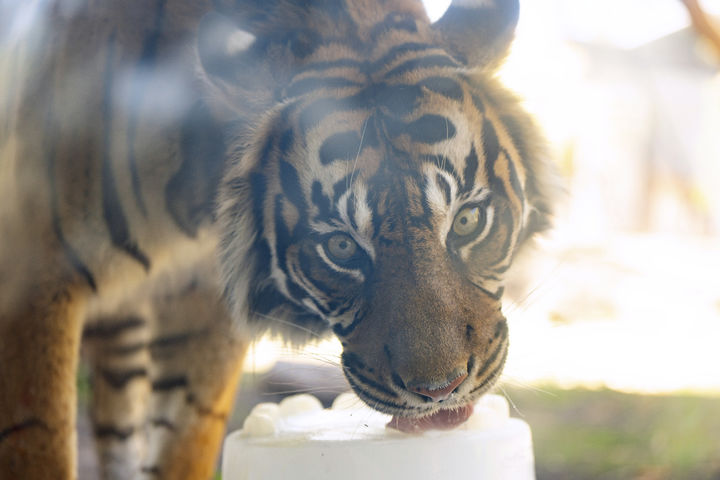 [피닉스=AP/뉴시스] 미국 남서부 지역에 이례적인 3월 폭염이 이어지는 가운데 19일(현지 시간) 애리조나주 피닉스의 피닉스 동물원에서 호랑이가 얼음 특식을 먹으며 더위를 식히고 있다. 2026.03.20.