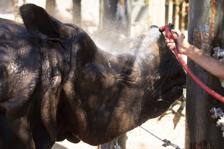 [피닉스=AP/뉴시스] 미국 남서부 지역에 이례적인 3월 폭염이 이어지는 가운데 19일(현지 시간) 애리조나주 피닉스의 피닉스 동물원에서 사육사가 코뿔소에게 물을 뿌려 주고 있다. 2026.03.20.