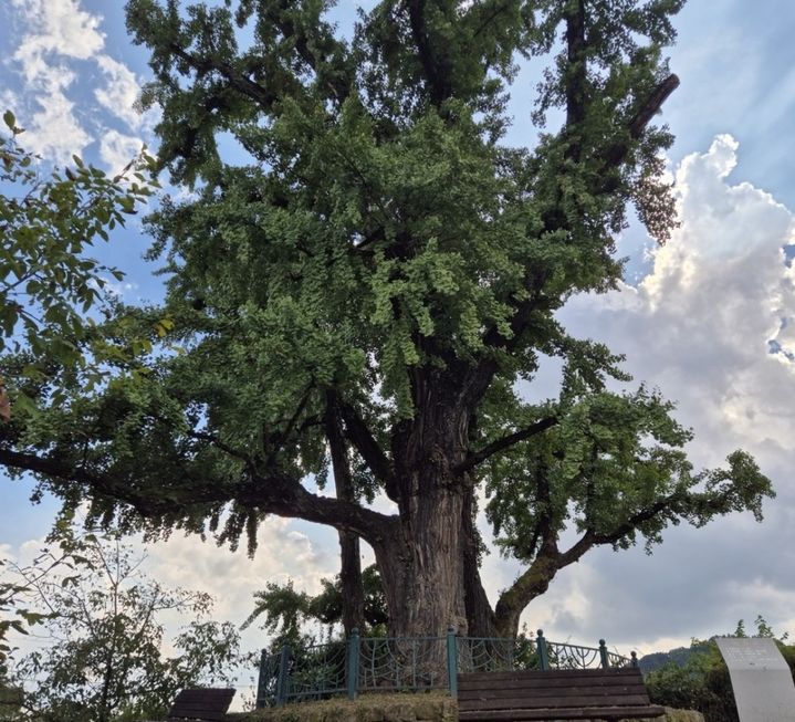 [안동=뉴시스] 영주 내죽리 은행나무. (사진=경북도 제공) 2026.03.20. photo@newsis.com *재판매 및 DB 금지