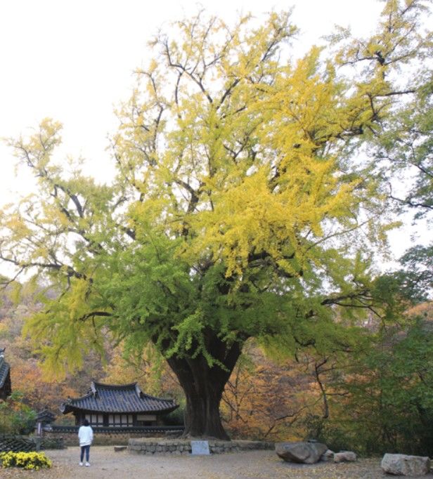 [안동=뉴시스] 경주 왕신리 운곡서원 은행나무. (사진=경북도 제공) 2026.03.20. photo@newsis.com *재판매 및 DB 금지