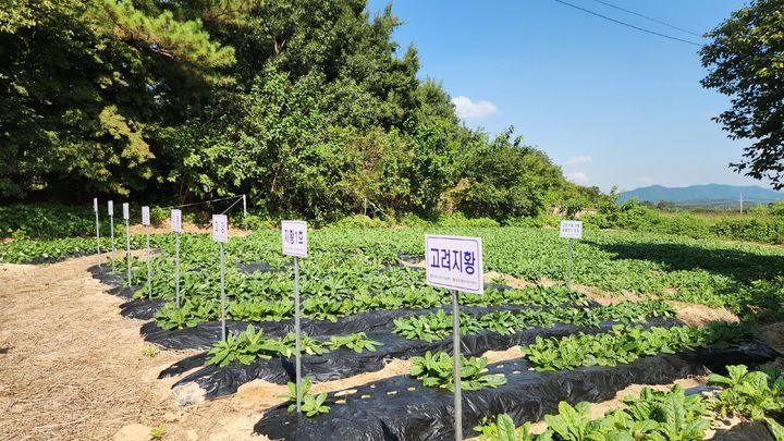 [세종=뉴시스] 정읍 지황 농업시스템이 국가중요농업유산으로 새롭게 지정됐다. (사진 = 농림축산식품부 제공) 2026.03.20. *재판매 및 DB 금지