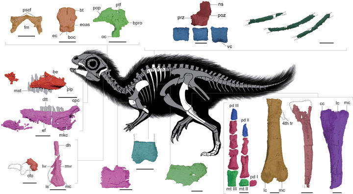 [서울=뉴시스] 최근 공개된 '둘리사우루스 허미니'(D. huhmini)의 골격 해부도. (사진=Fossil Record 캡처) *재판매 및 DB 금지