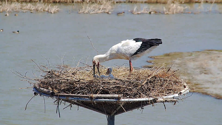 [서산=뉴시스] 최근 서산버드랜드 안 둥지에서 황새가 자녀 황새들에게 먹이를 주고 있다. (사진=서산시 제공) 2026.03.20. photo@newsis.com *재판매 및 DB 금지