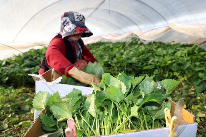 [태안=뉴시스] 충남 태안 남면 원청리 참취 농가에서 지난 16일 한 농업인이 밭에 앉아 참취를 수확하고 있다. (사진=태안군 제공) 2026.03.20. photo@newsis.com *재판매 및 DB 금지