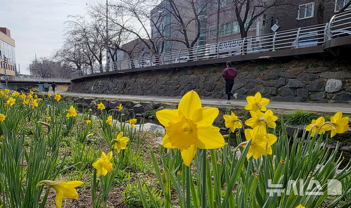 [울산=뉴시스] 배병수 기자 = 완연한 봄날씨를 보인 20일 울산 남구 무거천변에 봄을 알리는 수선화가 노란물결을 이루고 있다. 2026.03.20. bbs@newsis.com.